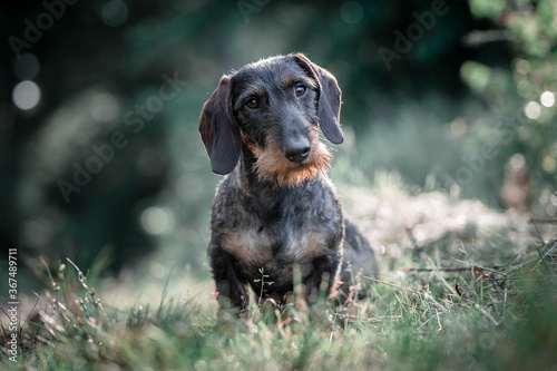 dachshund dog on grass