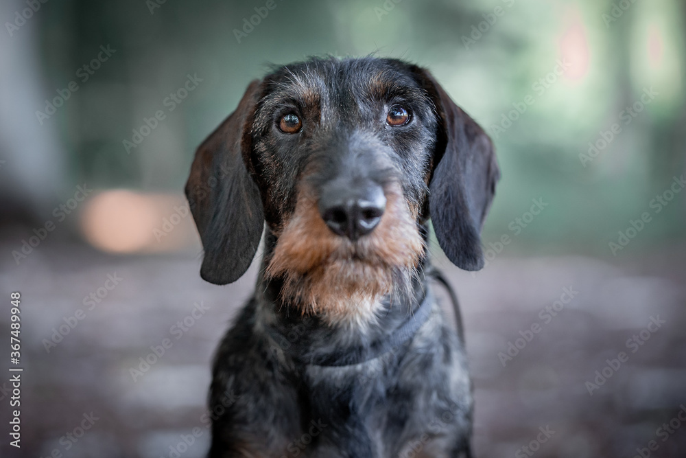 portrait of a wirehaired dachshund' head
