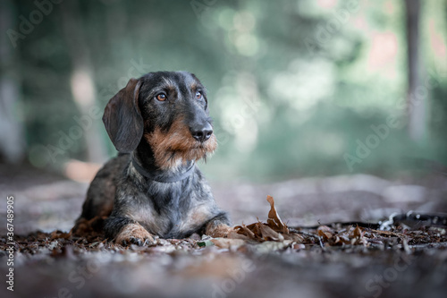 portrait of a wirehaired dachshund
