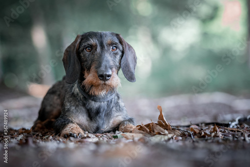 portrait of a wirehaired dachshund lying down photo