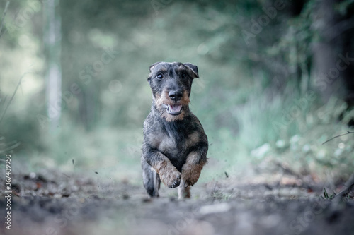 Little dachshund running in the forest © Charlotte