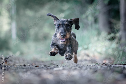 Wirehaired dachshund running and jumping in the forest