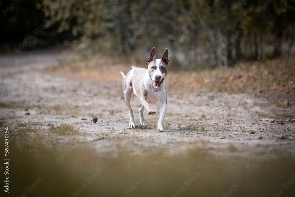 Senior American Staffordshire Terrier running