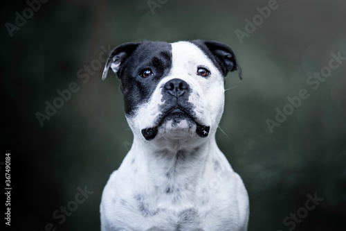 Portrait of a white Staffordshire Bullterrier with a black eye patch