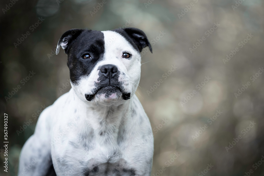 Headshot of a white Staffordshire Bullterrier