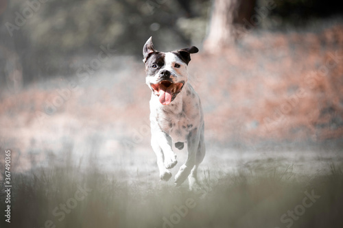 Staffordshire Bullterrier running around