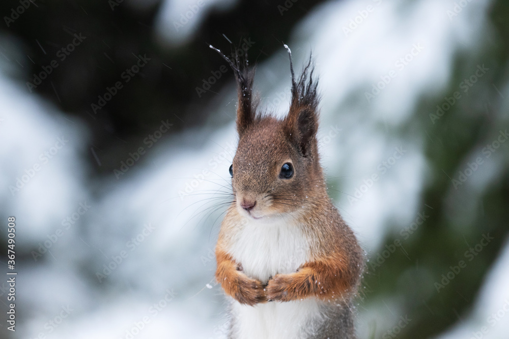 Small and cute Eurasian Red Squirrel, Sciurus vulgaris holding paws together during a snowy winter day in Estonian boreal forest. Small and cute Eurasian Red Squirrel, Sciurus vulgaris holding paws together during a snowy winter day in Estonian boreal forest.