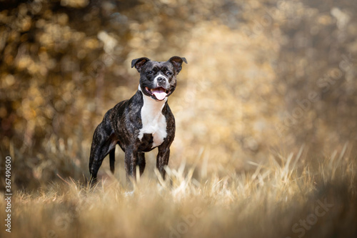 Beautiful brindle Staffordshire Bullterrier standing