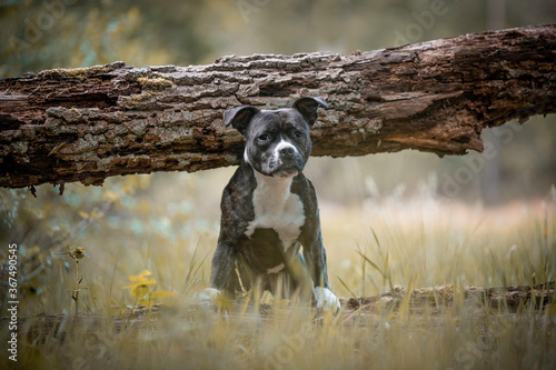 Staffordshire Bullterrier on a fallen tree