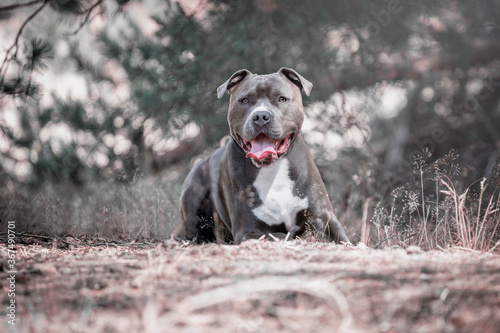 Male American Staffordshire Terrier lying down