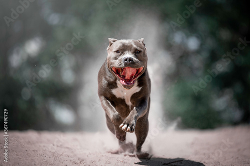 Action photo of an Amstaff