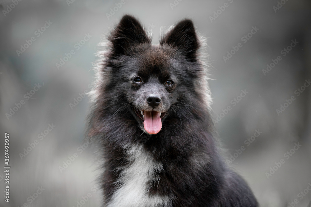 Headshot of a Pomsky (Husky x Pomeranian)