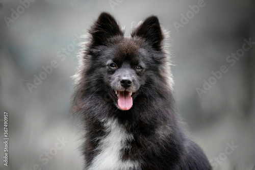 Headshot of a Pomsky (Husky x Pomeranian)