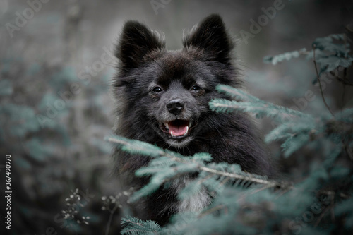 Smiling Pomsky portrait