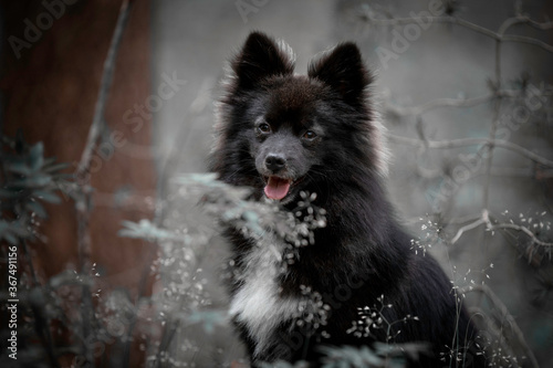 portrait of a Pomsky dog