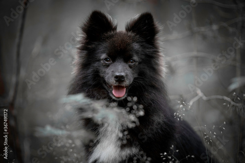 Head shot of a dark grey Pomsky