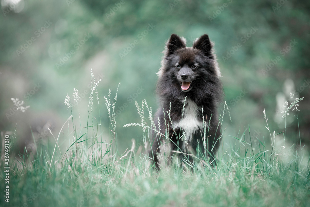 Pomsky portrait Pomsky portrait