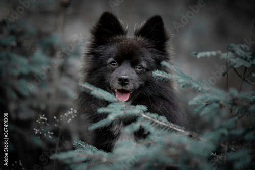 Head shot of a Pomsky