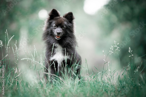 Gorgeous portrait of a Pomsky sitting in the forest