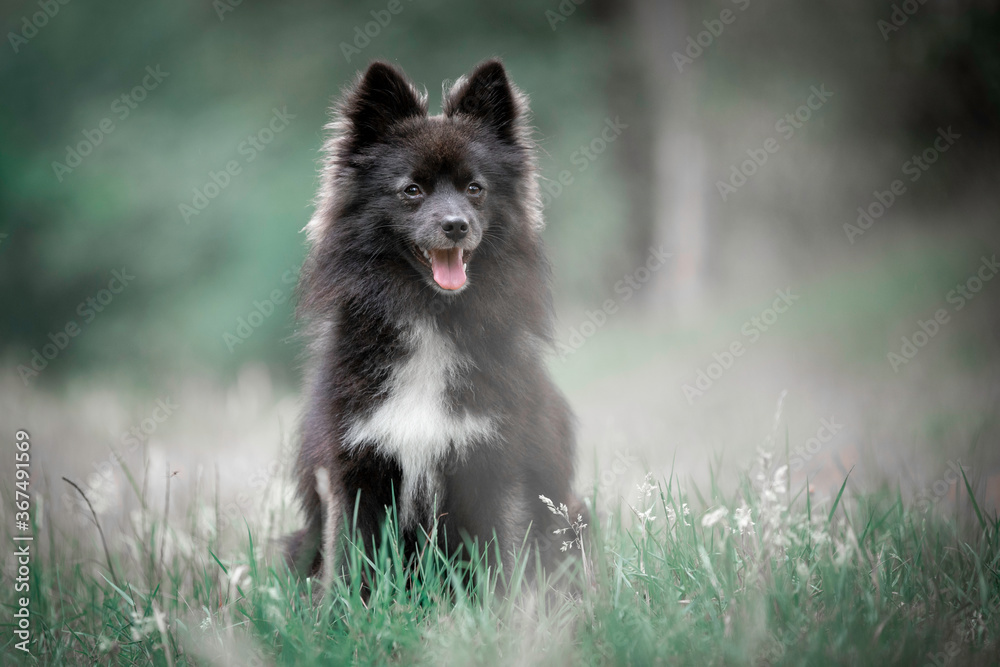 Beautiful Pomsky sitting in grass