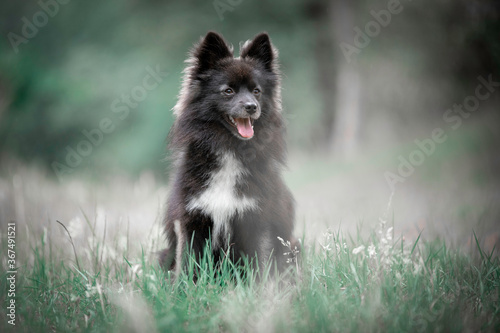 Sweet Pomsky dog sitting in the forest