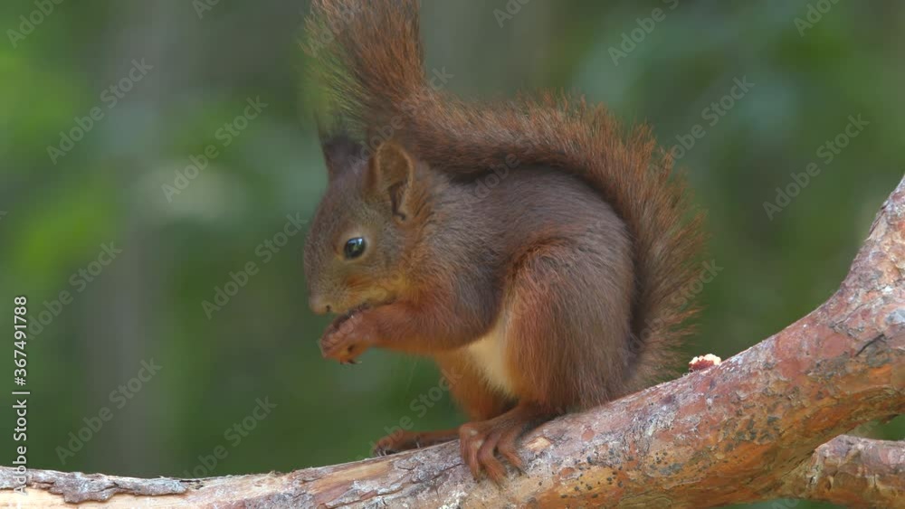 red squirrel animal feed on hazelnut close up side view close up green background red squirrel animal feed on hazelnut close up side view close up green background