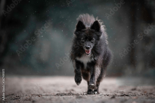 Pomsky running in the forest