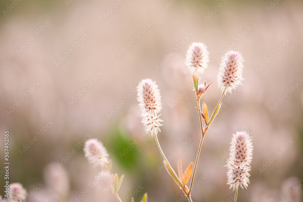 Fluffy flowers of Trifolium arvense in the field Fluffy flowers of Trifolium arvense in the field