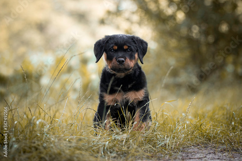 Rottweiler puppy sitting in grass
