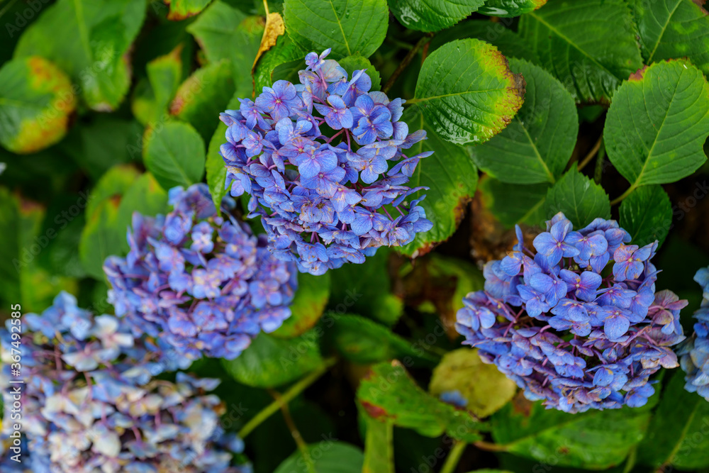 Brightly colored hydrangeas bloom in summer