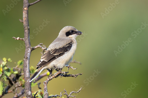 Canvas Print Cute bird the great grey shrike on tree branch