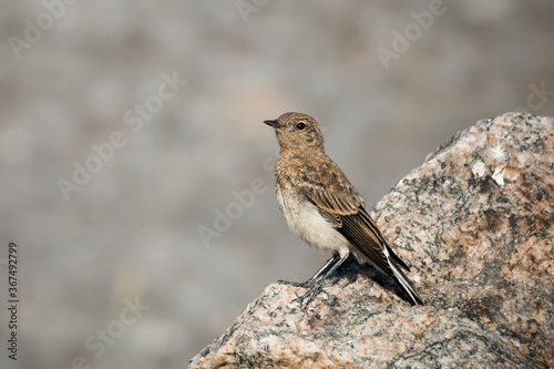 The northern wheatear, wild bird sits on a stone