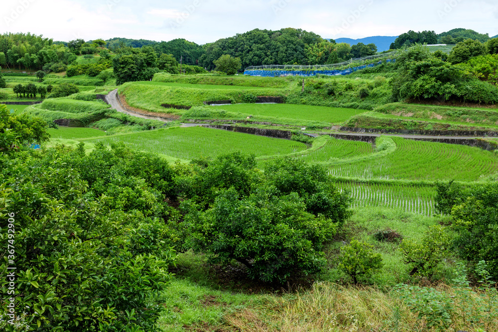 A view of the Japanese countryside from the top of a mountain in midsummer