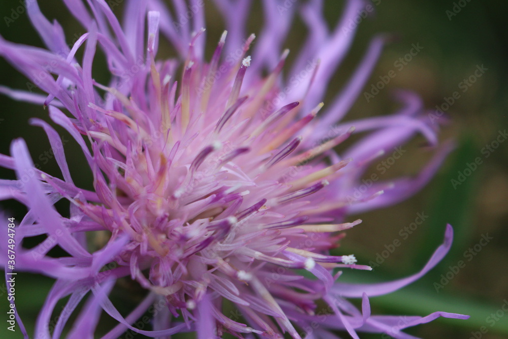 Lila Blume Lila Blume