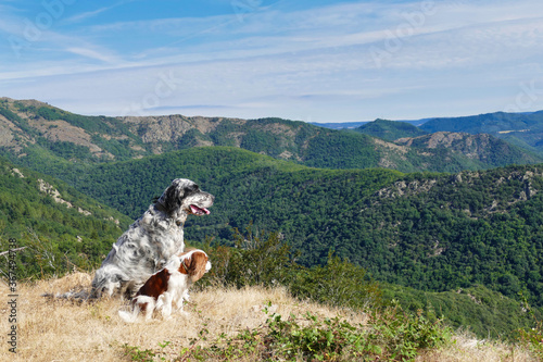 vacation in times of Covid-19: Hiking with dogs in the mountains of France is a safe way to spend summer © Tanja