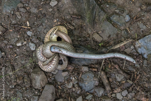 Obraz na płótnie Smooth snake (Coronella austriaca) w salonie