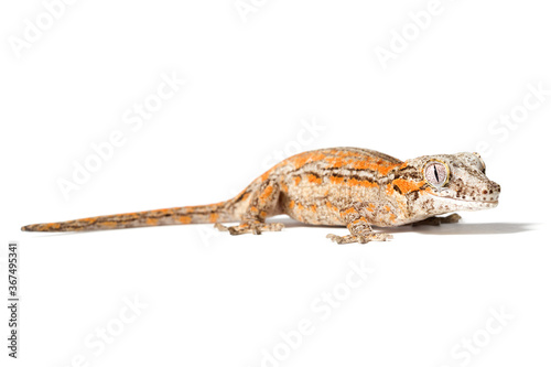 Orange striped Gargoyle gecko isolated on a white background