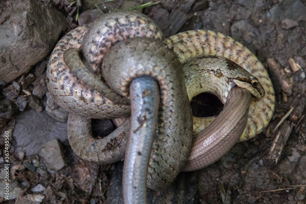Smooth snake (Coronella austriaca)
