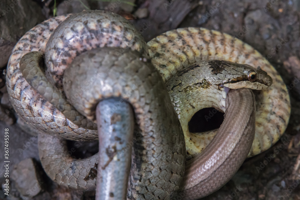 Smooth snake (Coronella austriaca)