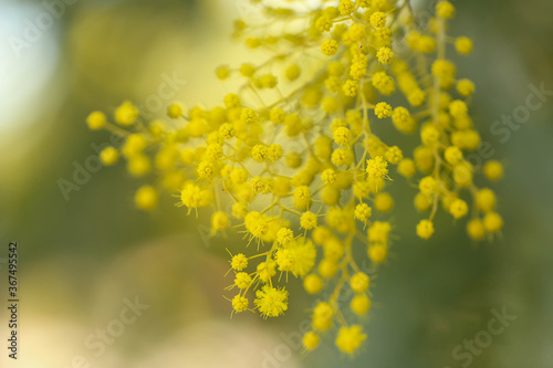 Vibrant wattle tree in full bloom. Acacia yellow flowers in spring