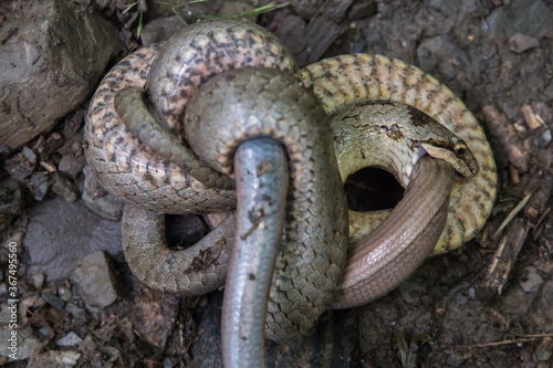 Obraz na płótnie Smooth snake (Coronella austriaca) w salonie