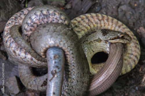 Obraz na płótnie Smooth snake (Coronella austriaca) w salonie