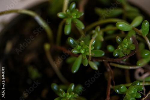 Unusual jelly bean succulent plant close up, macro garden photography, water wise