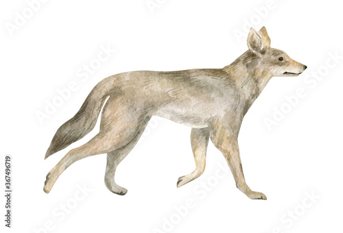 Watercolor illustration with coyote. Beautiful wild prairie animal isolated on white background. 