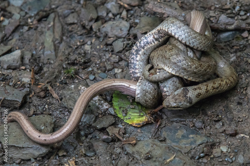 Obraz na płótnie Smooth snake (Coronella austriaca) w salonie