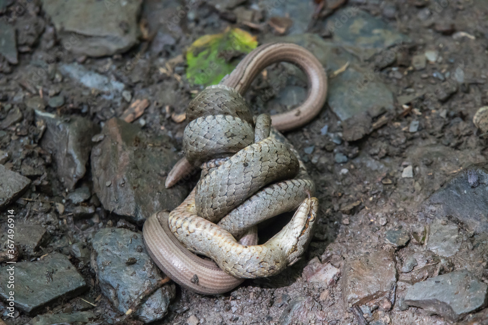 Smooth snake (Coronella austriaca)