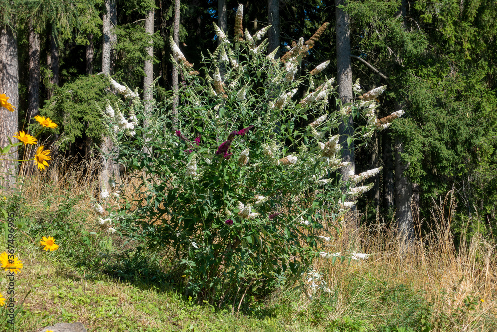 Fototapeta premium Buddleja . SOMMERFLIEDER . BUTTERFLY BUSH