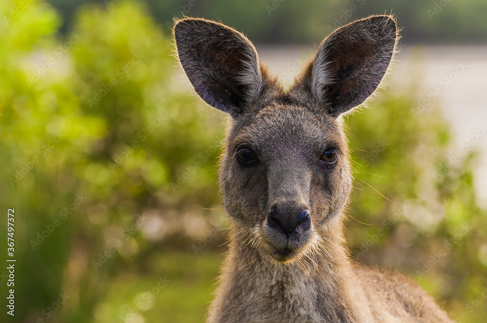 Kangaroo head portrait , taken in the wild in Queensland Australia