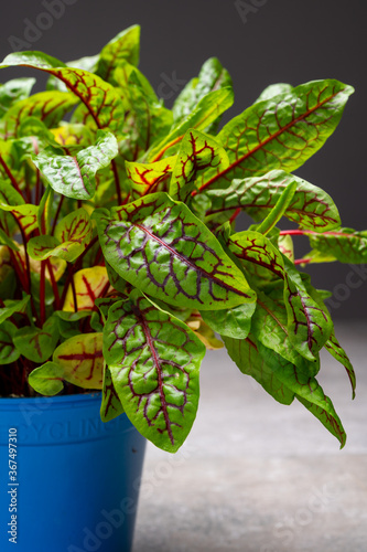 Organic colorful blood sorrel plant close up photo