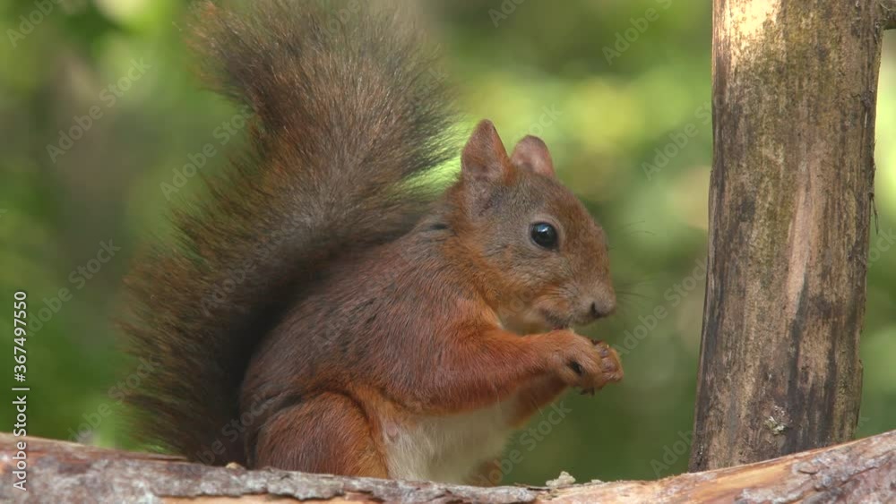 red squirrel animal feed on hazelnut close up side view close up green background red squirrel animal feed on hazelnut close up side view close up green background